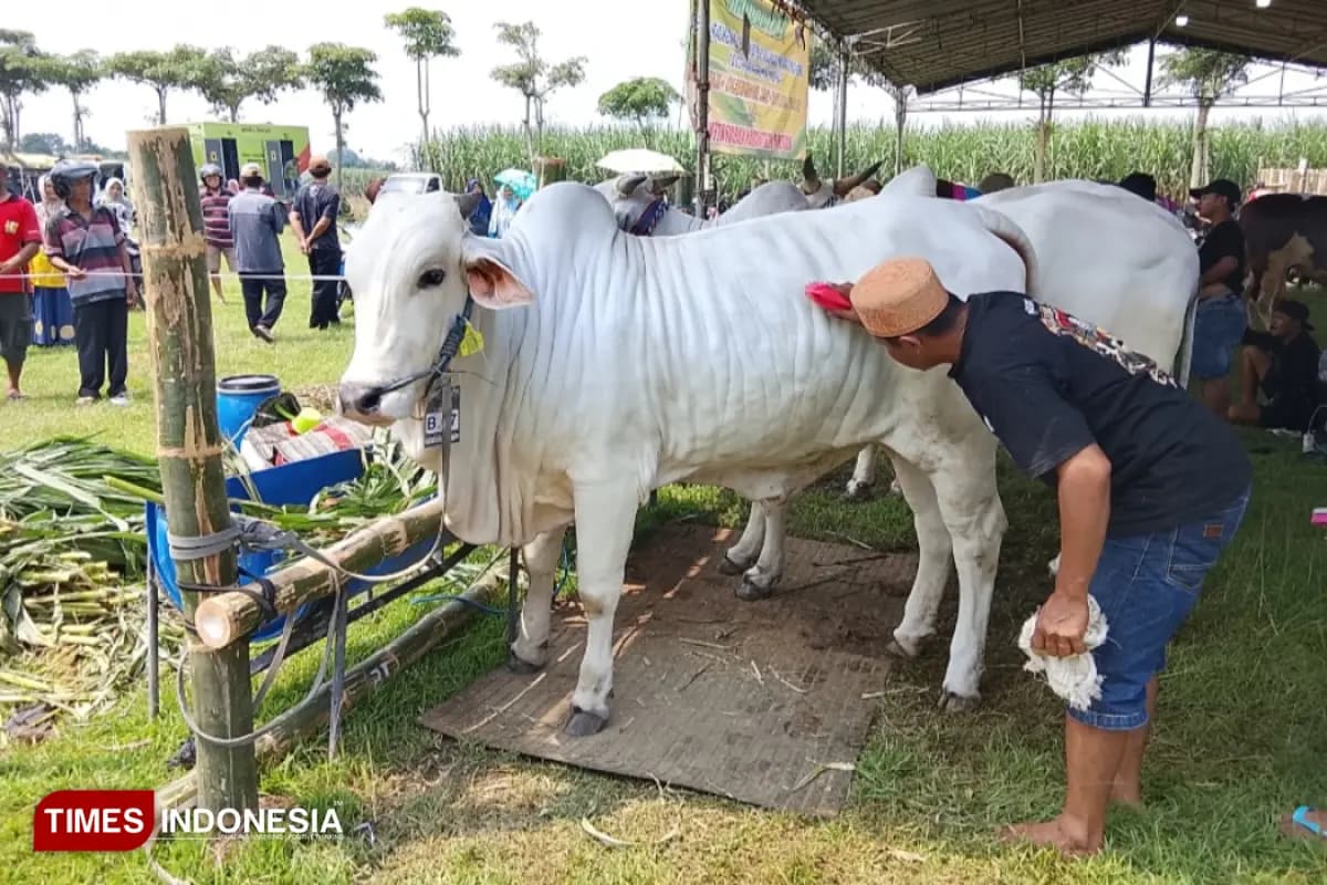Ratusan Sapi Unggulan Tampil di Kontes Ternak Kediri